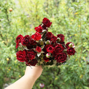 Bouquet of 10 Dried Rose Stems - Preserved Natural Eternal Forever