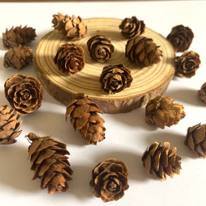 Miniature Natural Dried Baby Pinecones - Mini Pine Cones