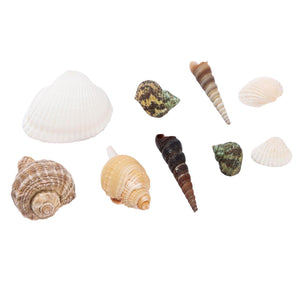 Bag of Assorted Sea Shells