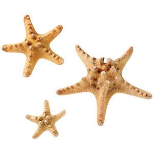 Natural Dried Starfish - Seastars Sea Stars Fish Shells
