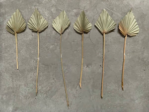 Natural Dried Palm Spears - Fans Leaves Dried Leaf Decoration