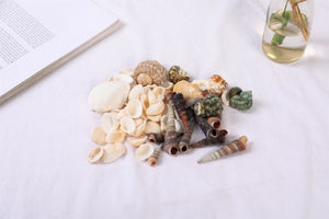 Bag of Assorted Sea Shells