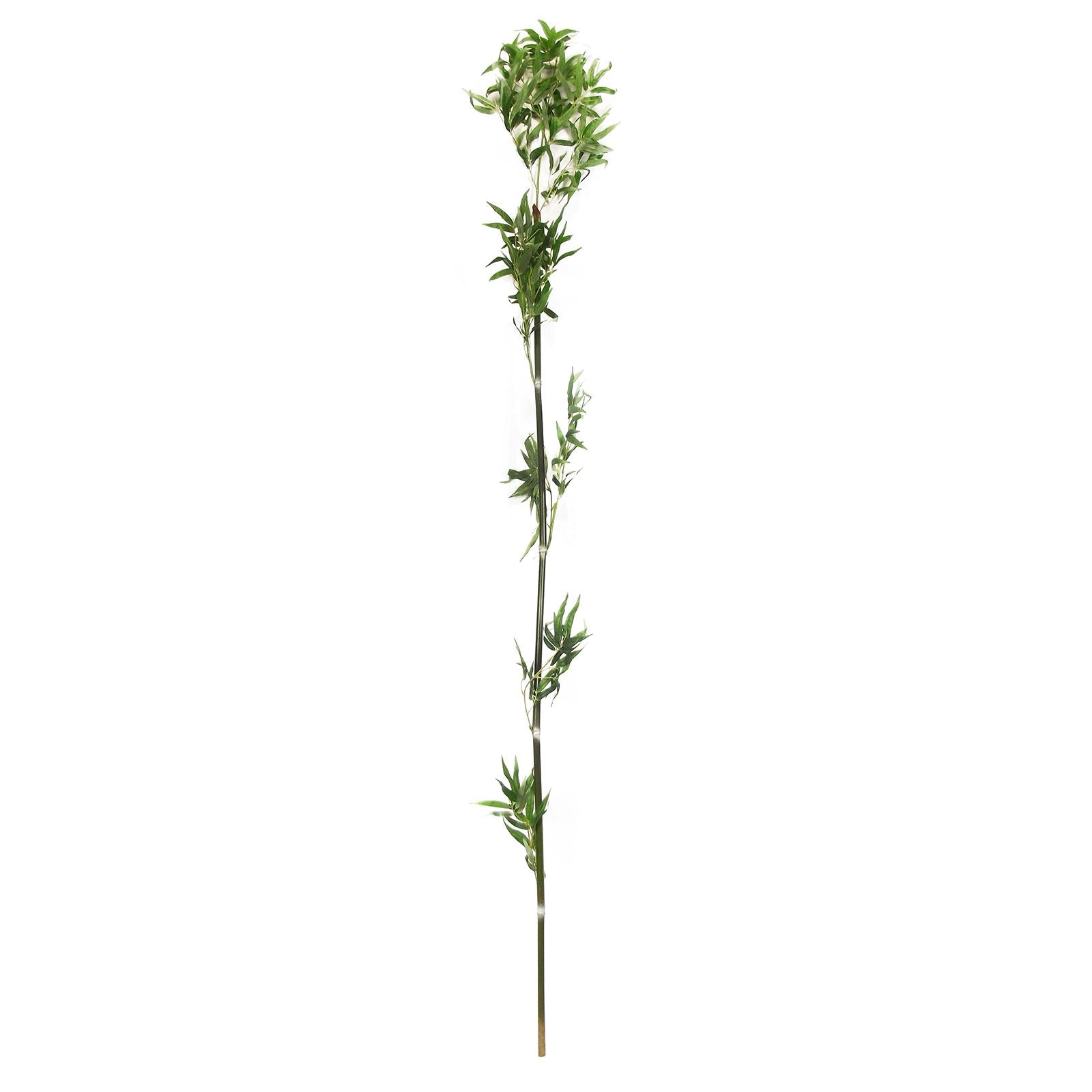 Set of 5 Sprouting Bamboo