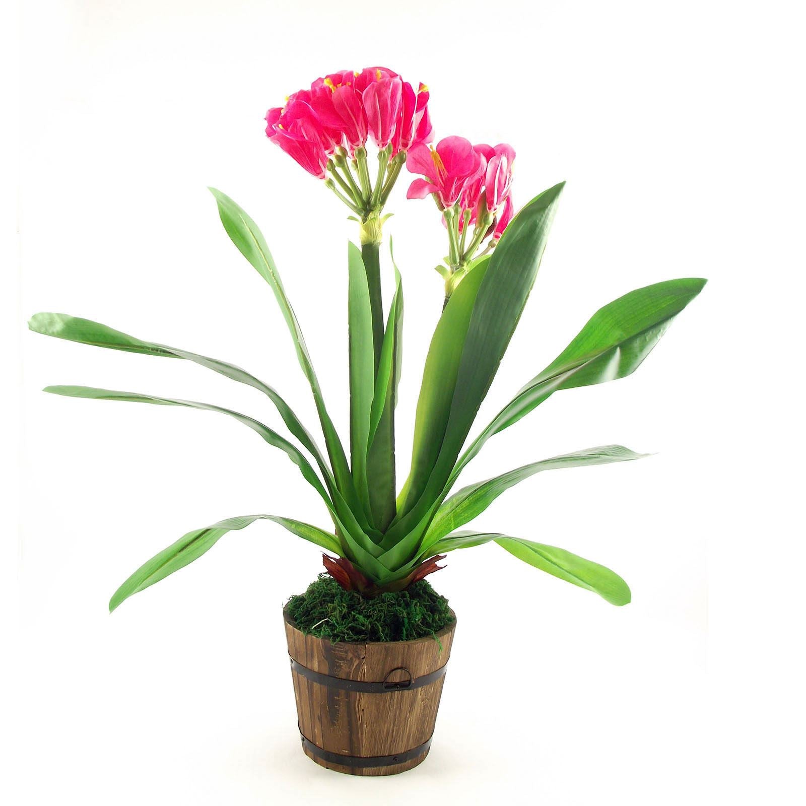 Large Tropical Flower Plant