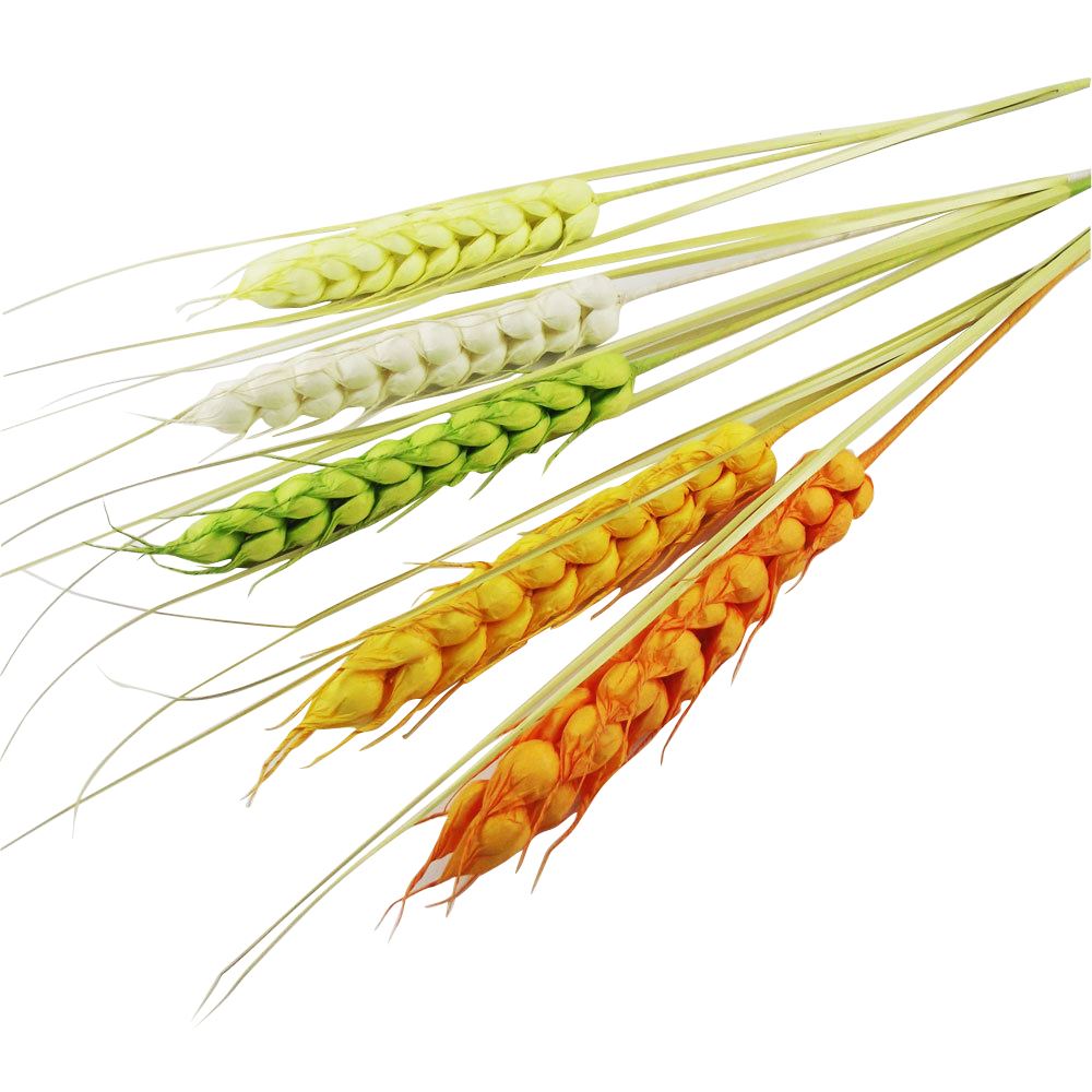 Extra Large Wheat Grain with Grass