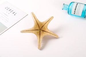 Natural Dried Starfish - Seastars Sea Stars Fish Shells