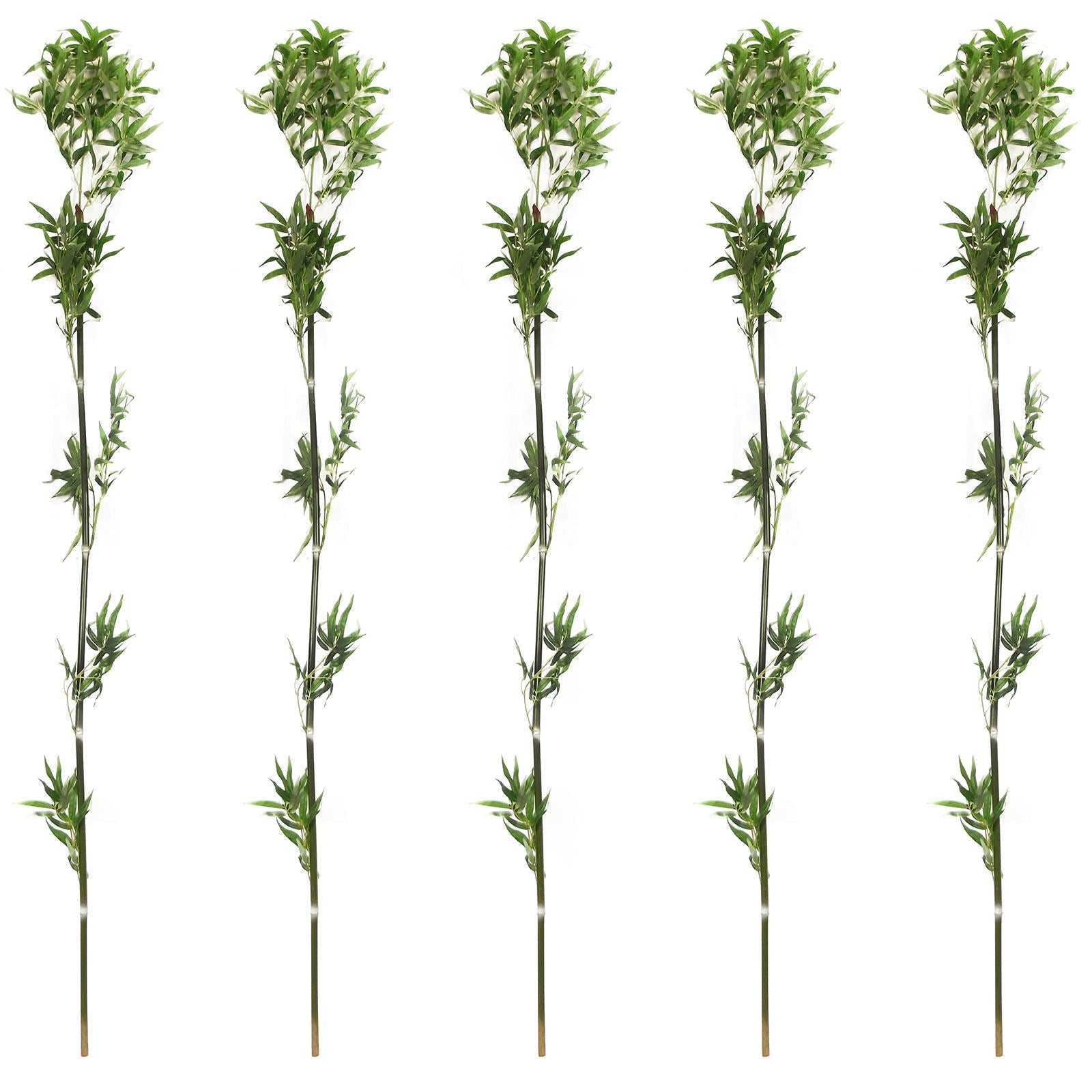 Set of 5 Sprouting Bamboo