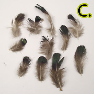 Natural Unique Bird Feathers