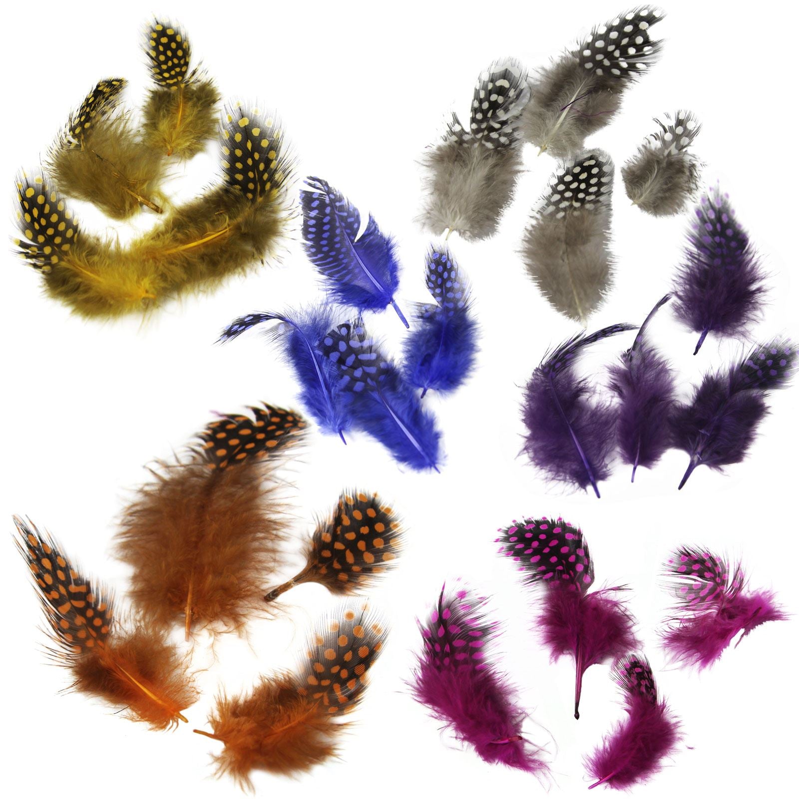 Spotted Guinea Fowl Feathers