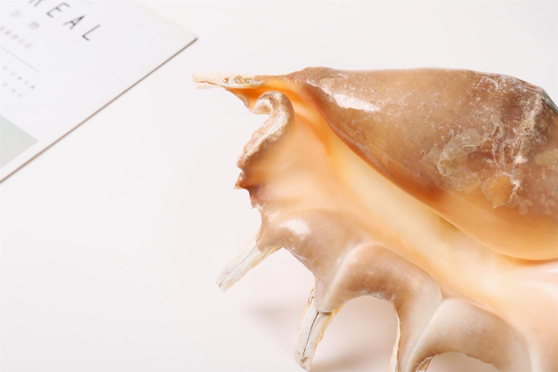 Giant Conch Shell