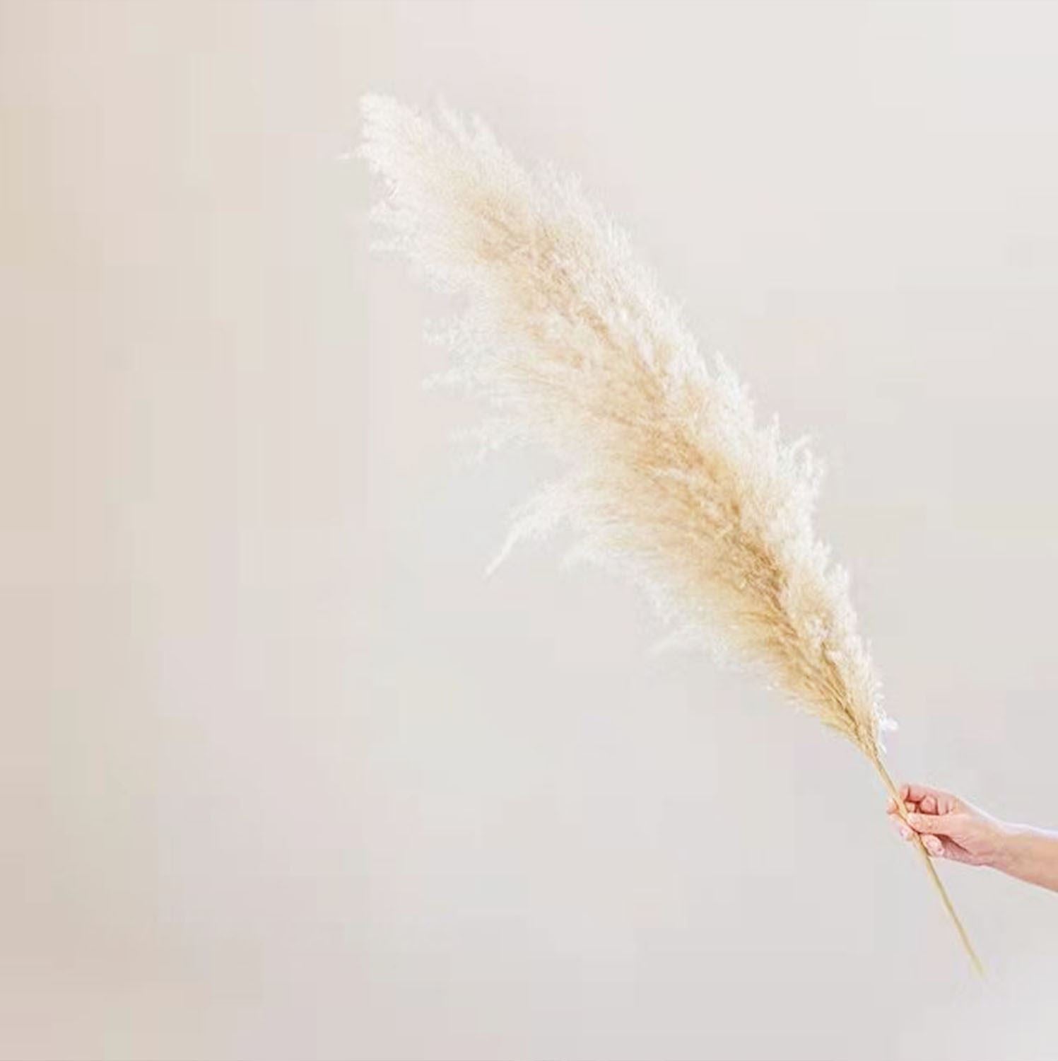 XL Natural Dried Pampas Grass Reed Flower Stems - Palm Spear Feather Foliage