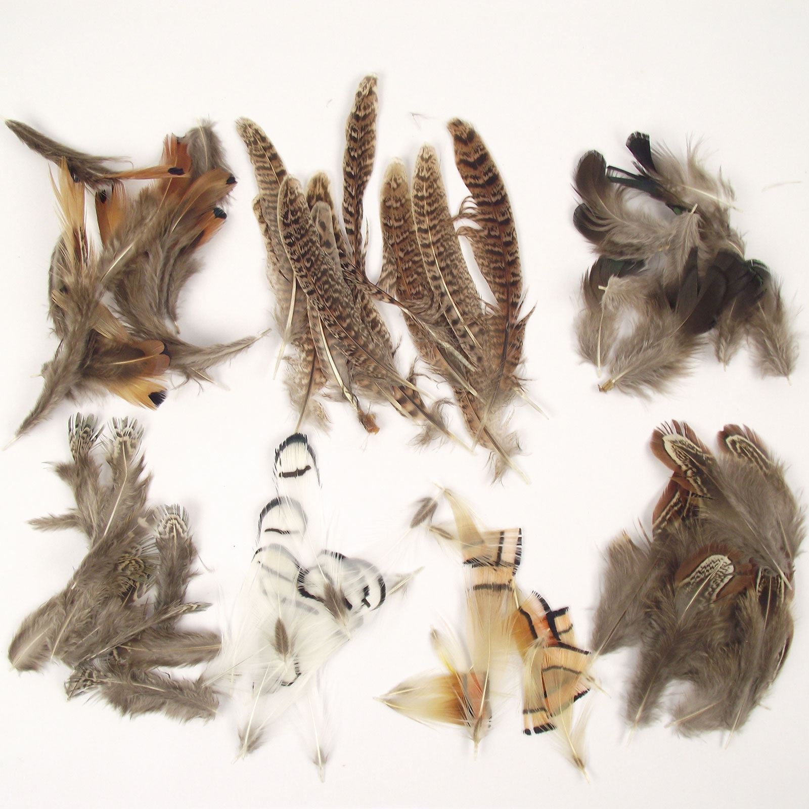 Natural Unique Bird Feathers