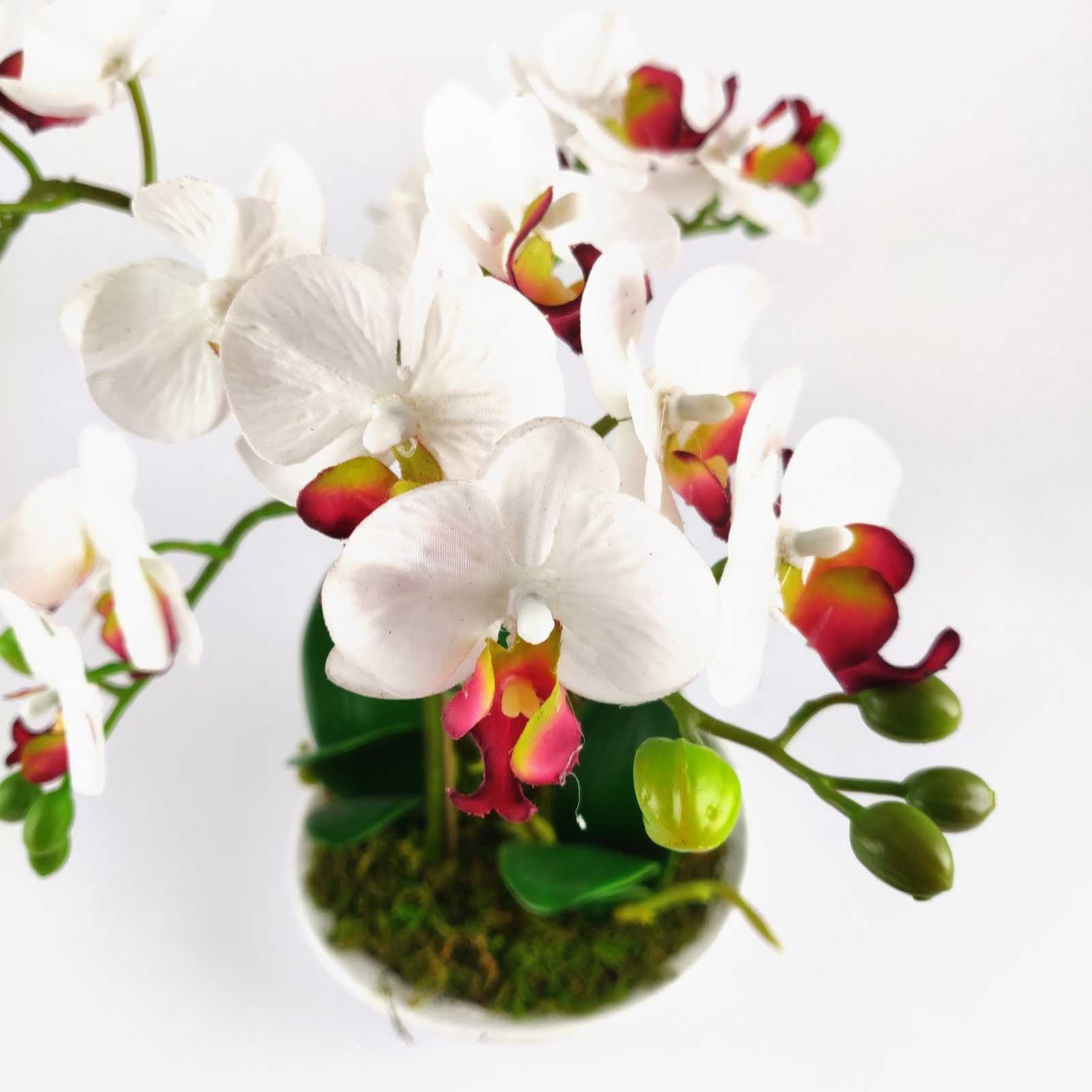 Pre-Potted Real Touch Orchid Plants