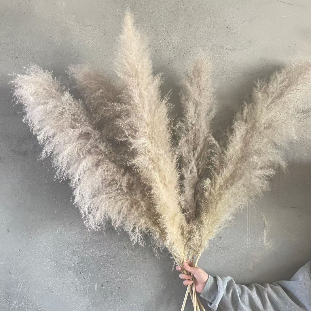 XL Natural Dried Pampas Grass Reed Flower Stems - Palm Spear Feather Foliage