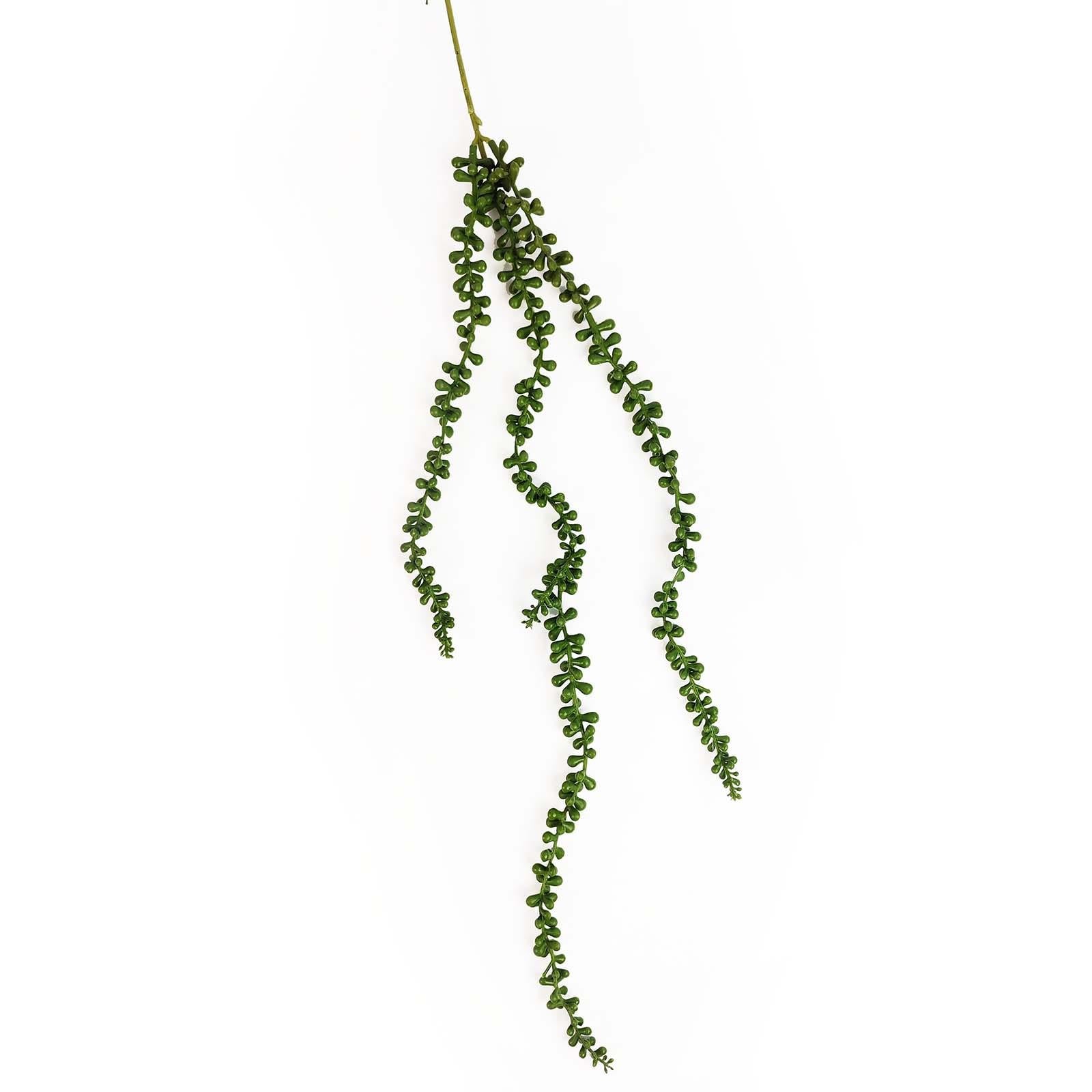 2x Trailing String Of Pearls Stems