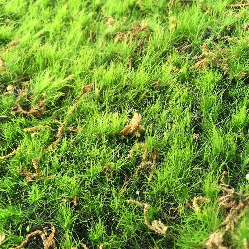 Deluxe Artificial Moss Mat