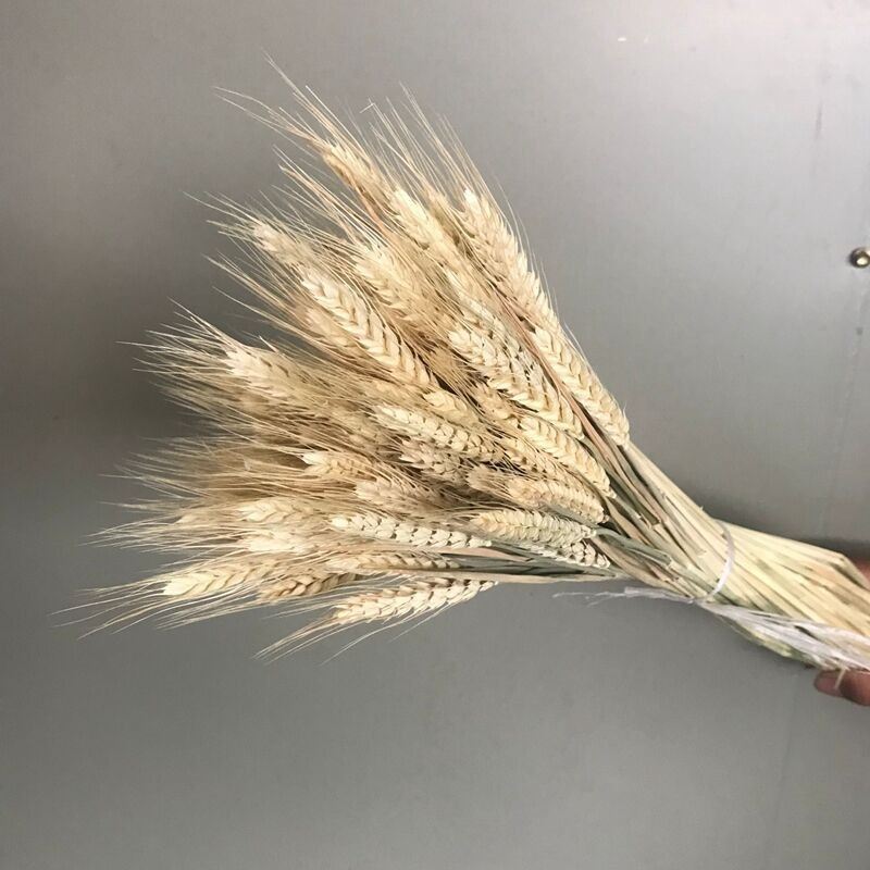Bunch of Real Dried Wheat Stems