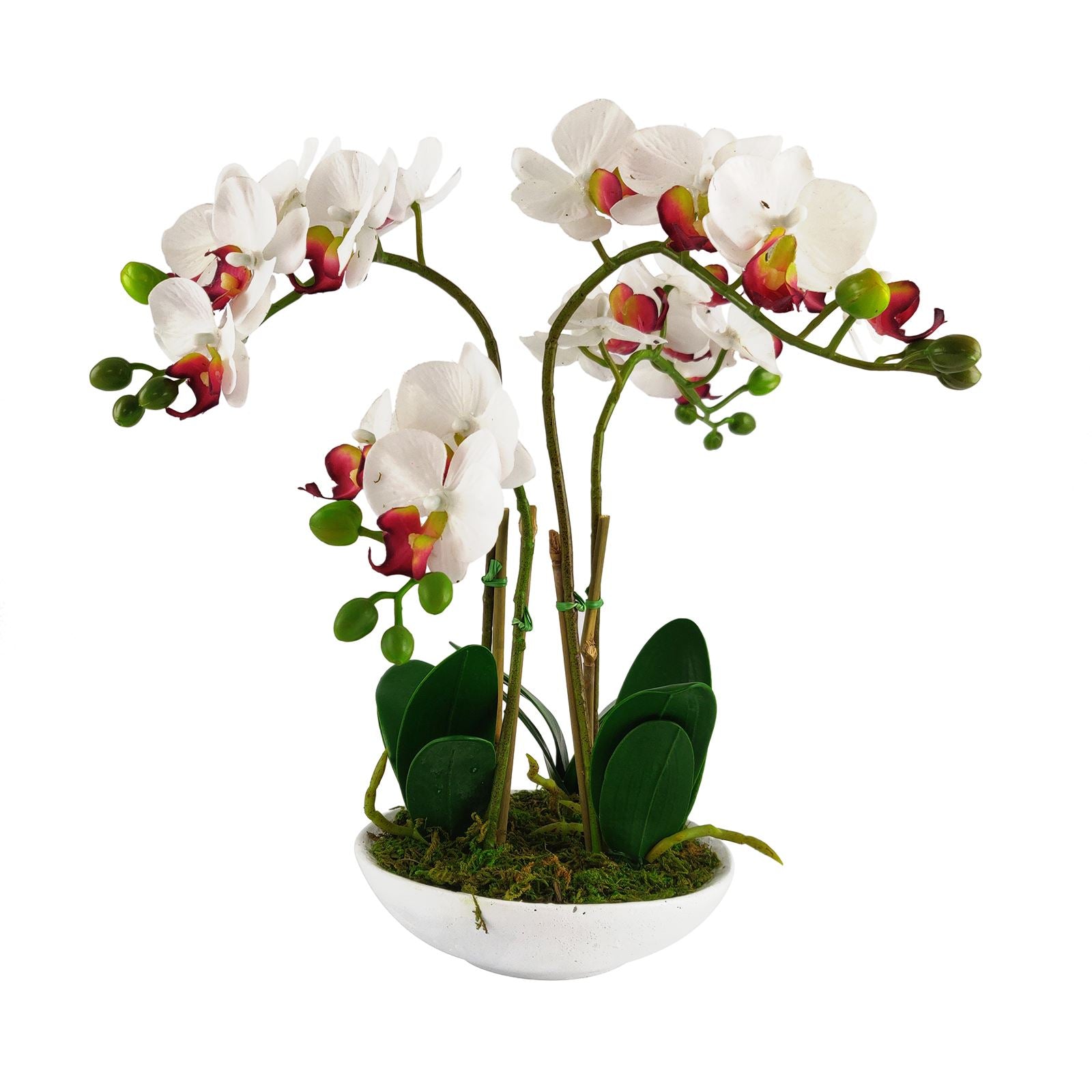 Pre-Potted Real Touch Orchid Plants