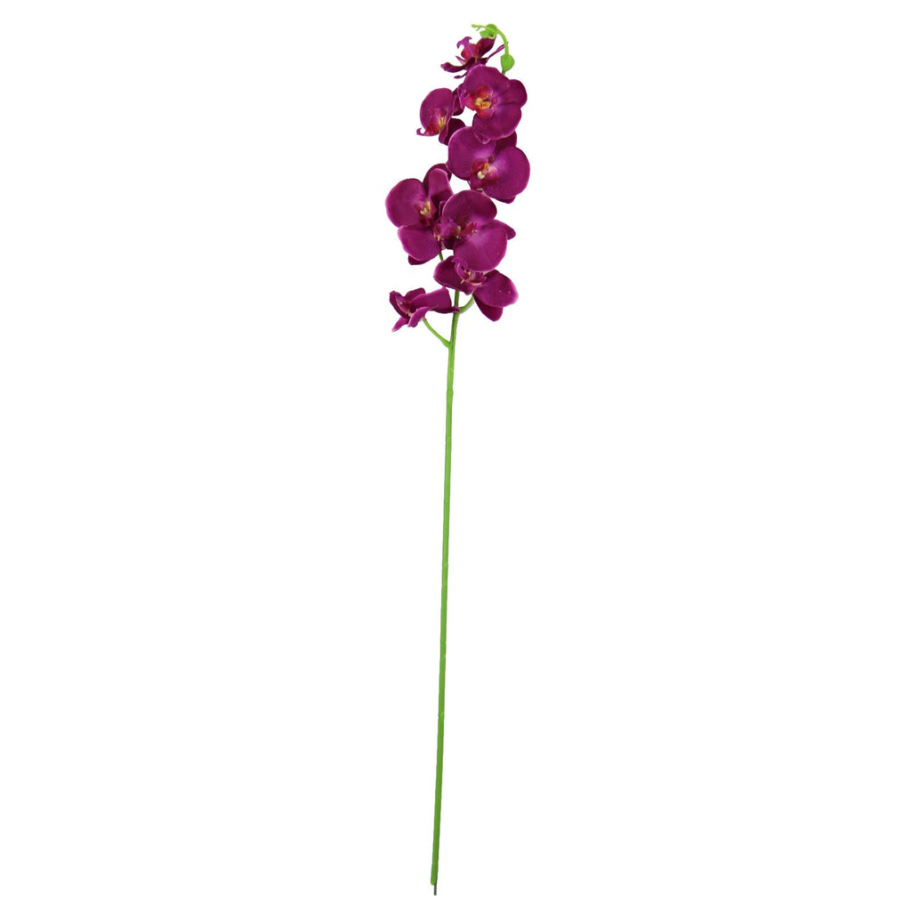 Large Water Droplet Orchid Stem