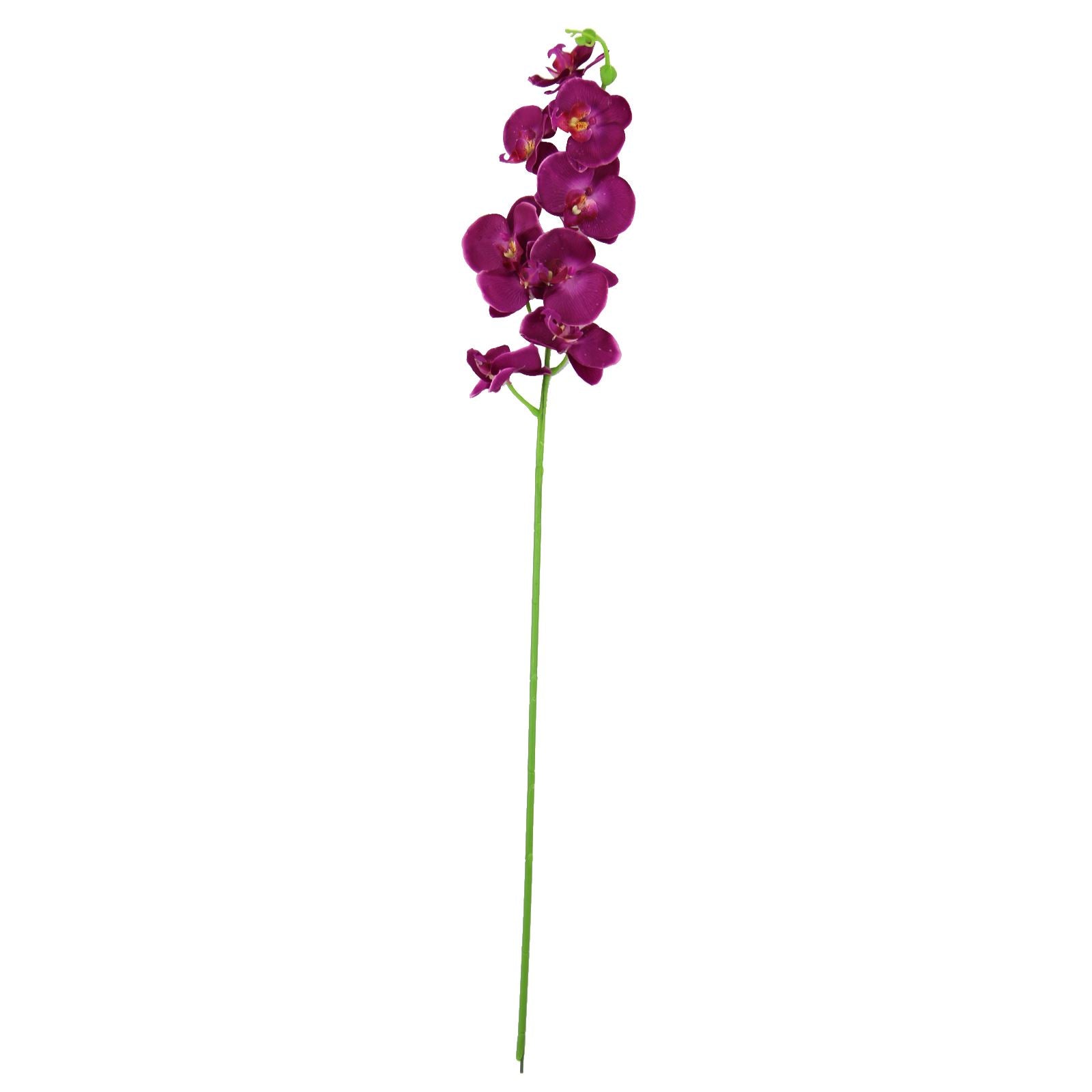 Large Water Droplet Orchid Stem