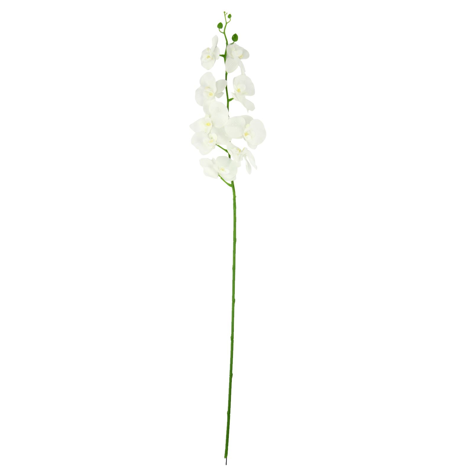 Large Water Droplet Orchid Stem