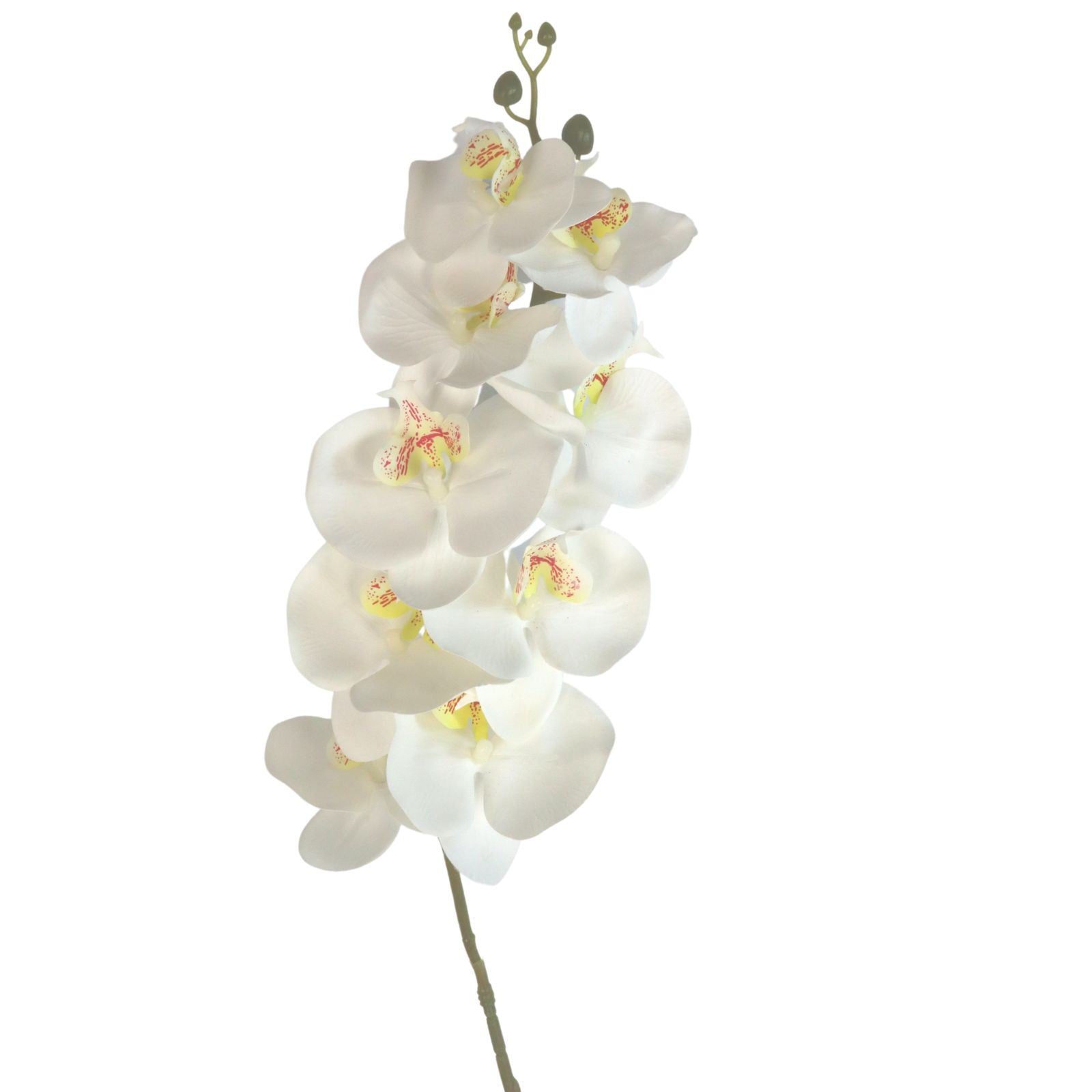 Luxury Single Ivory Orchid