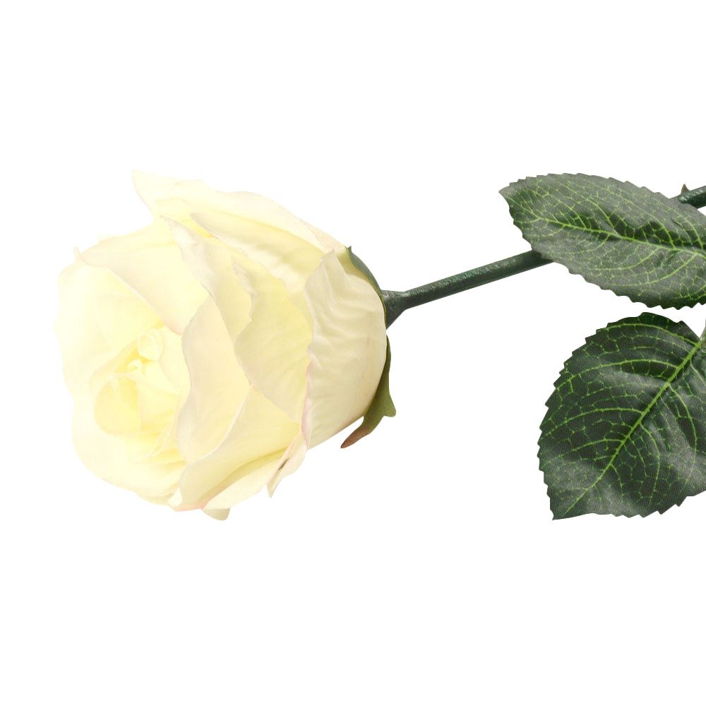 Premium Single Open Rose