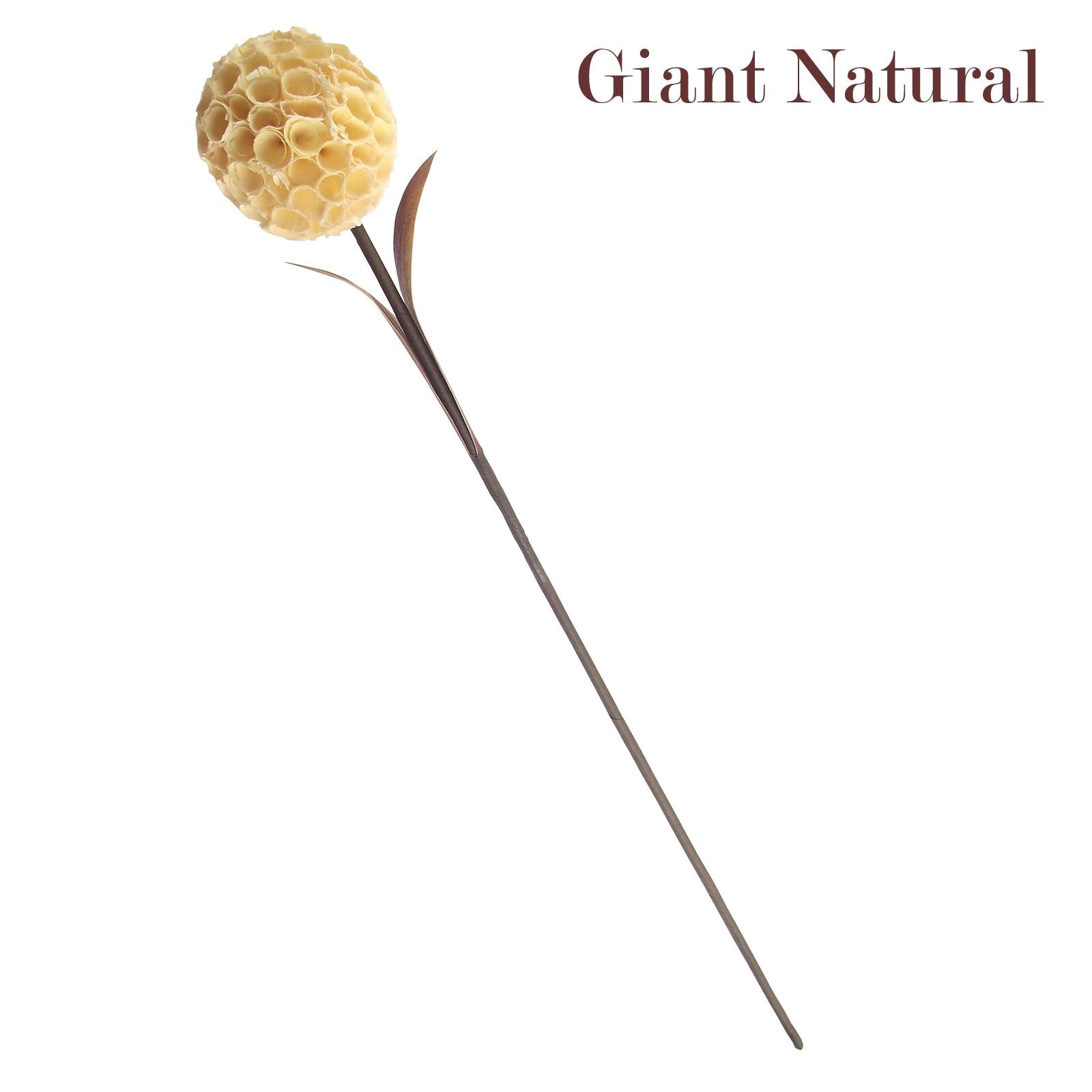 Natural Sola Tree Flower Sprays