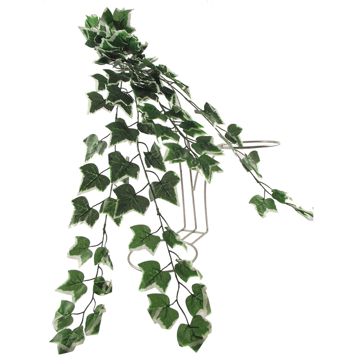 Thick Trailing Ivy Pick Vine Bunch for Trellis Hanging Baskets - Petallica