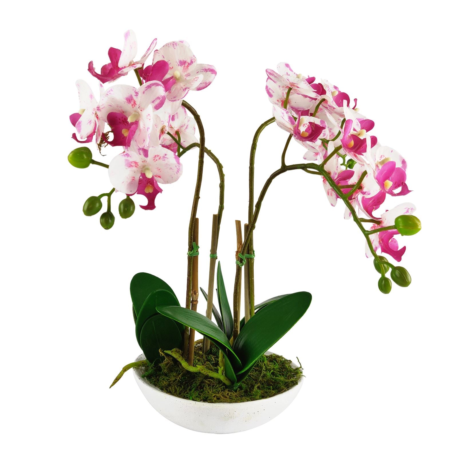 Pre-Potted Real Touch Orchid Plants