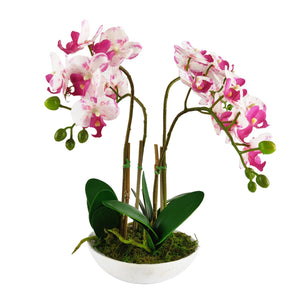 Pre-Potted Real Touch Orchid Plants