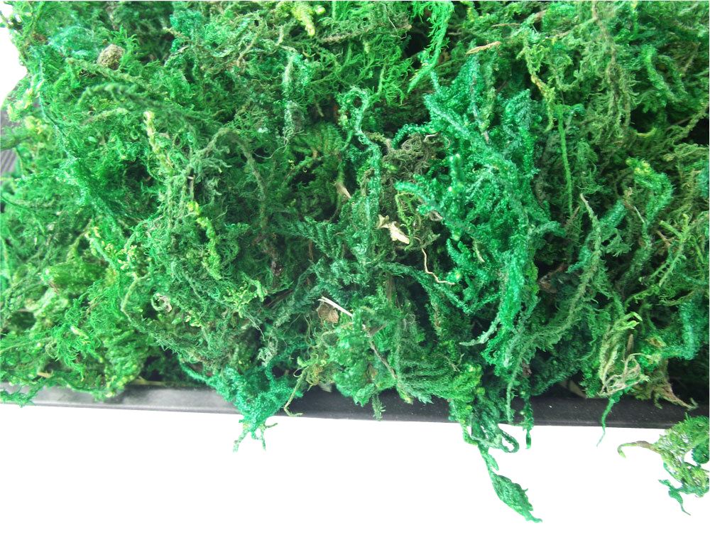 30 Grams of Natural Dried Moss
