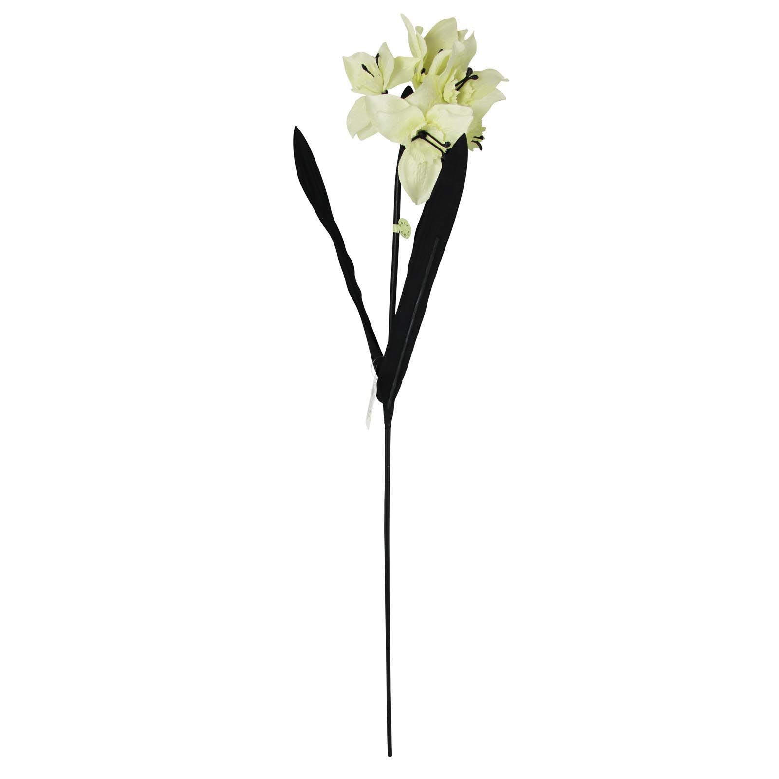 Tazetta Daffodil Stems