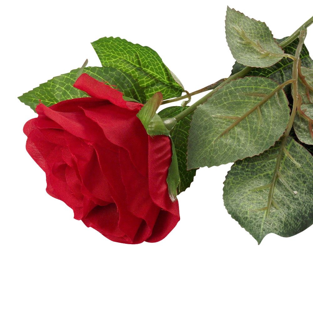 Premium Single Open Rose