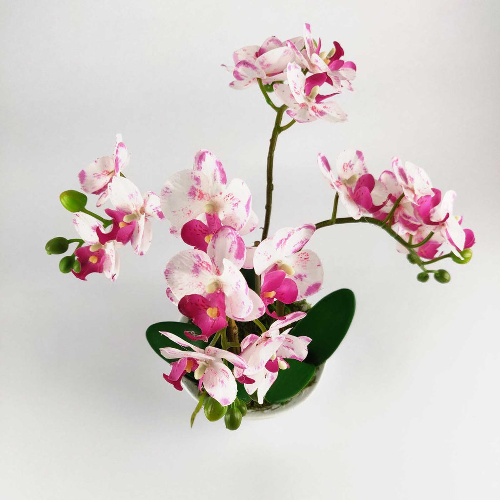 Pre-Potted Real Touch Orchid Plants