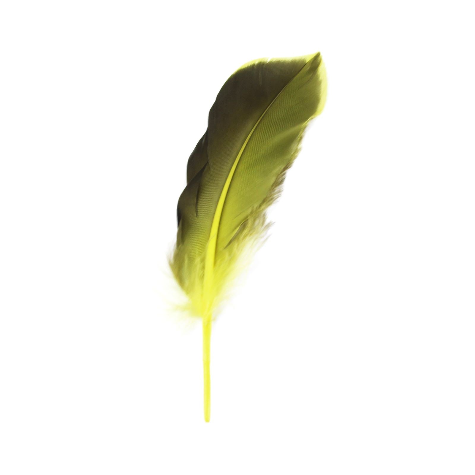 Two Toned Feathers