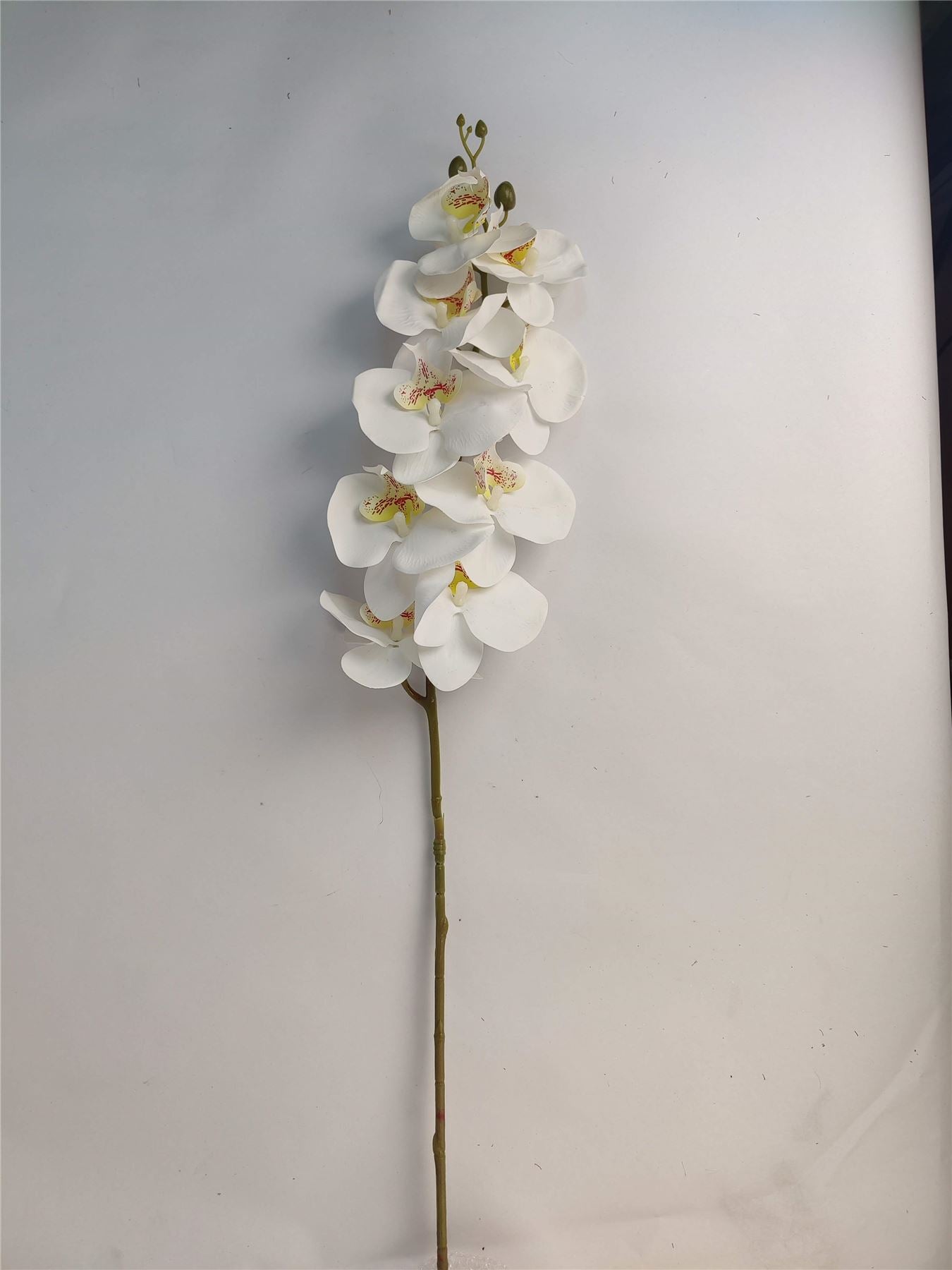 Luxury Single Ivory Orchid