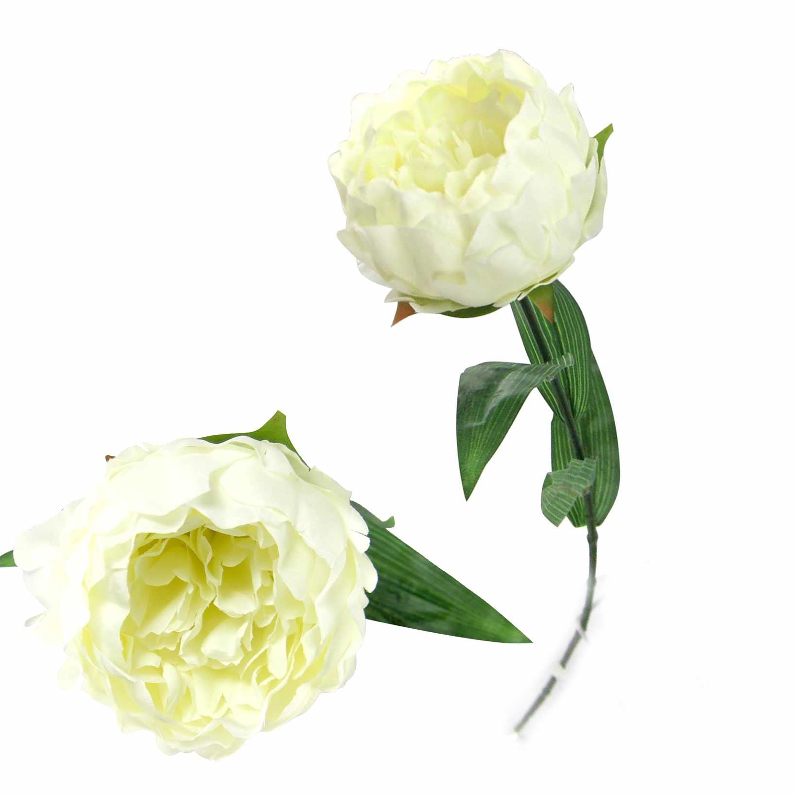 Single Large Peony