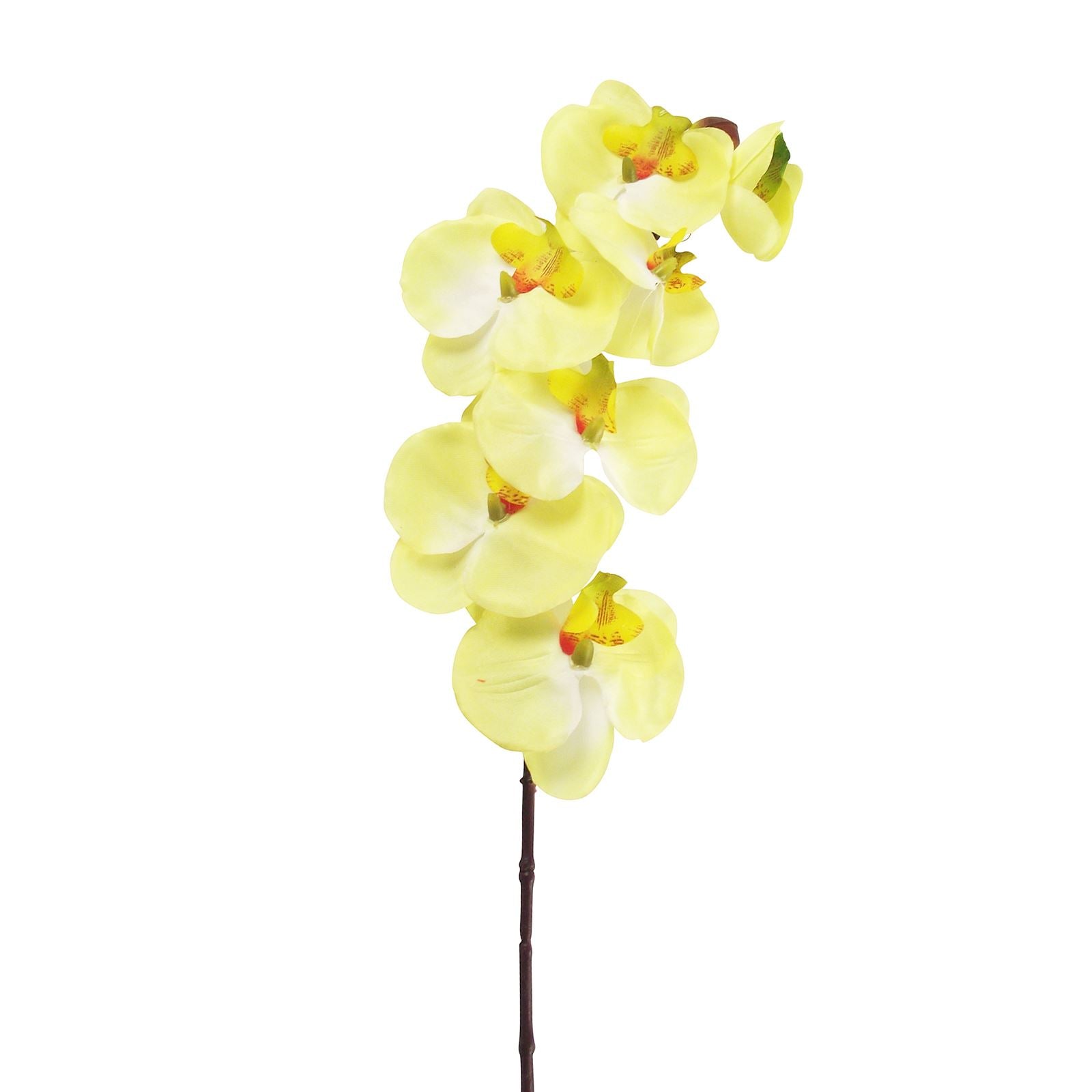 Long Stemmed Eco Orchid Stem