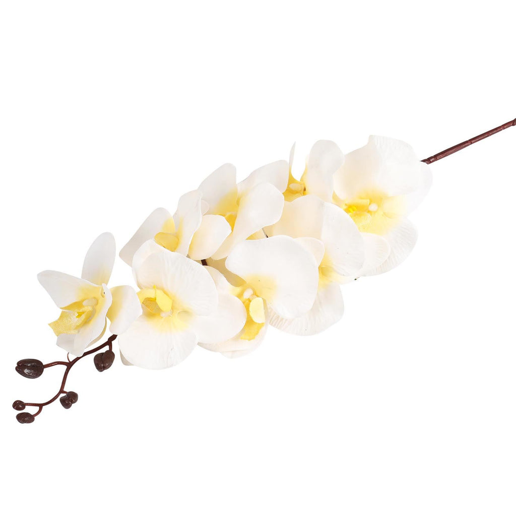Premium Modern Large Orchid