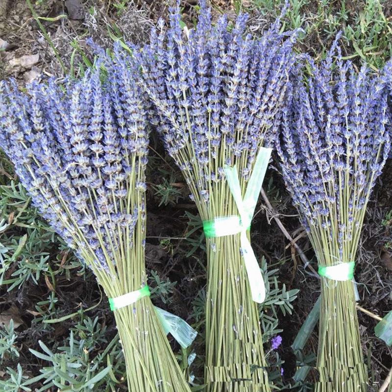 Dried Lavender Stems