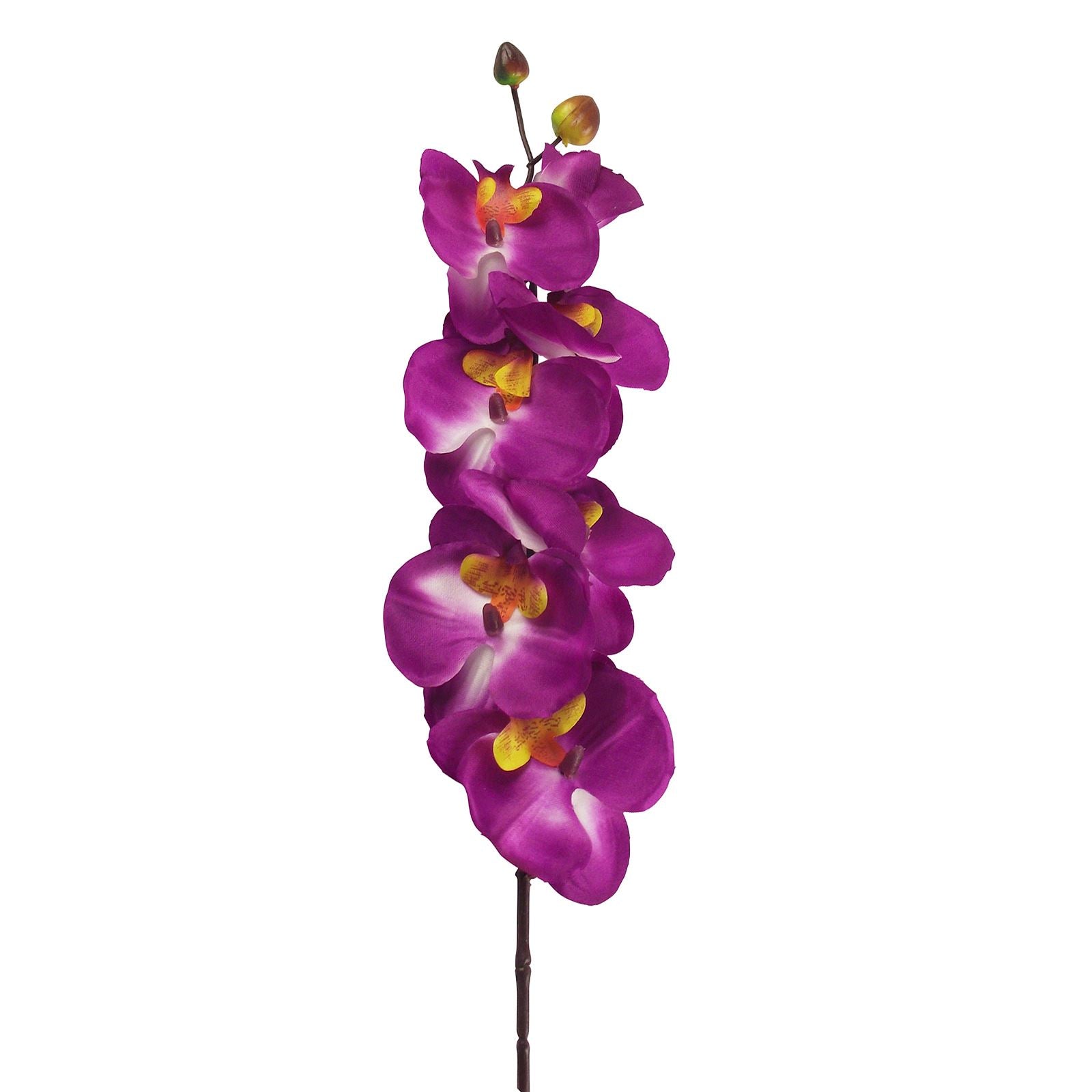 Long Stemmed Eco Orchid Stem