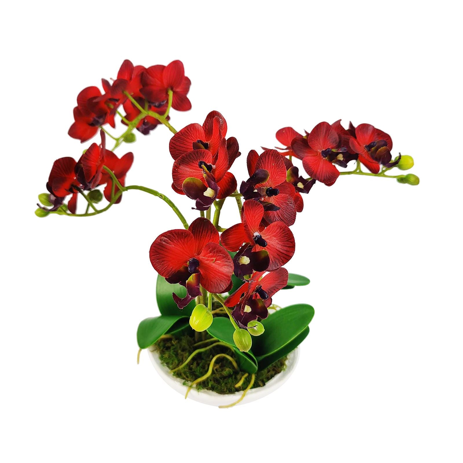 Pre-Potted Real Touch Orchid Plants