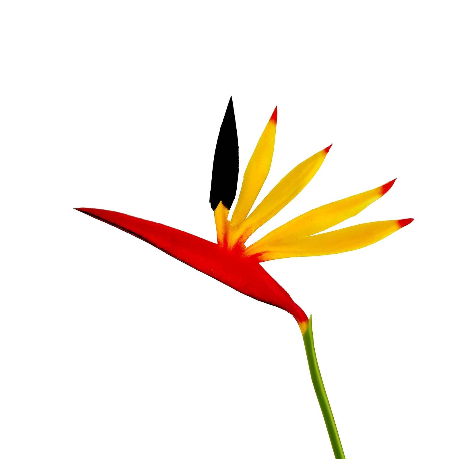 Eco Bird of Paradise Stem