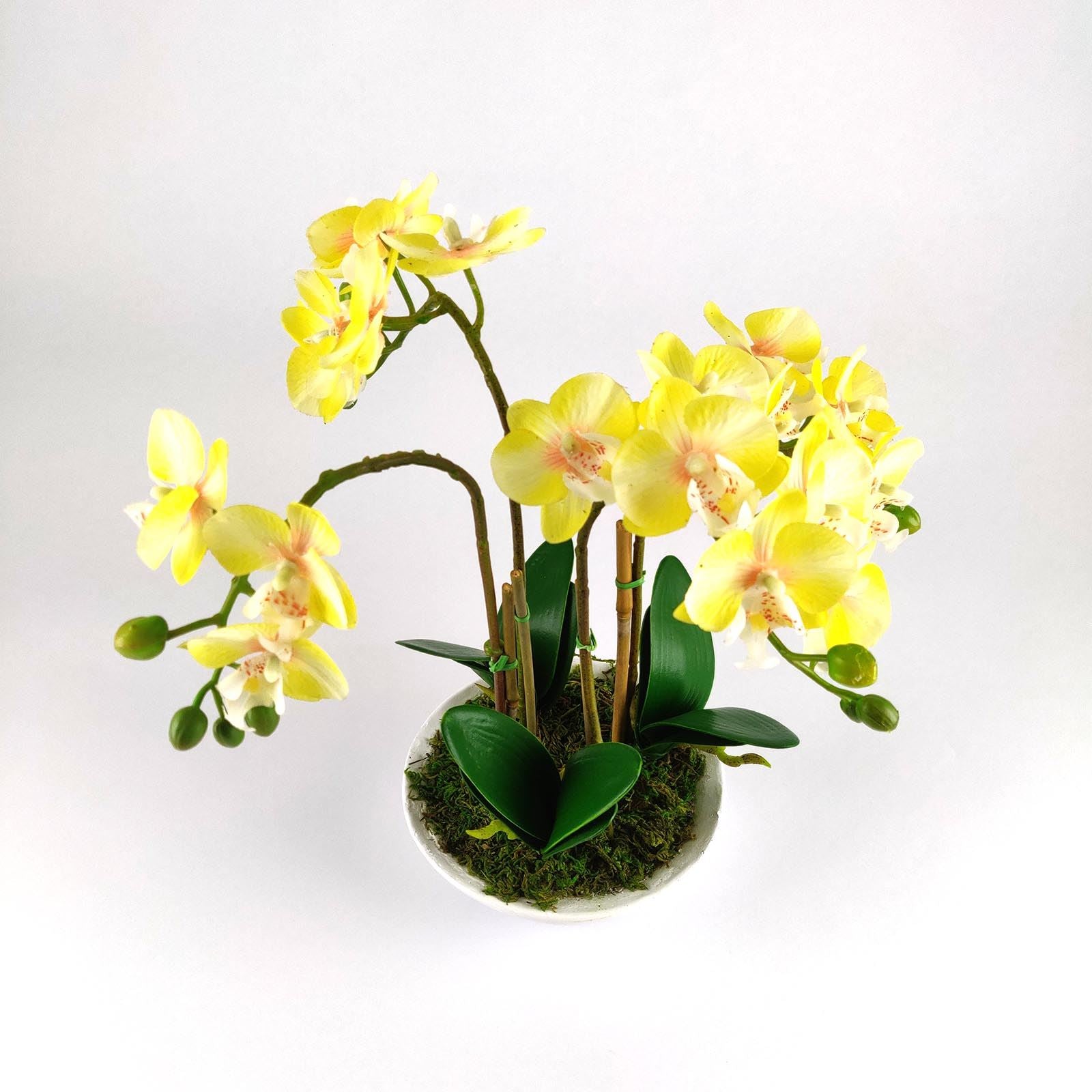 Pre-Potted Real Touch Orchid Plants