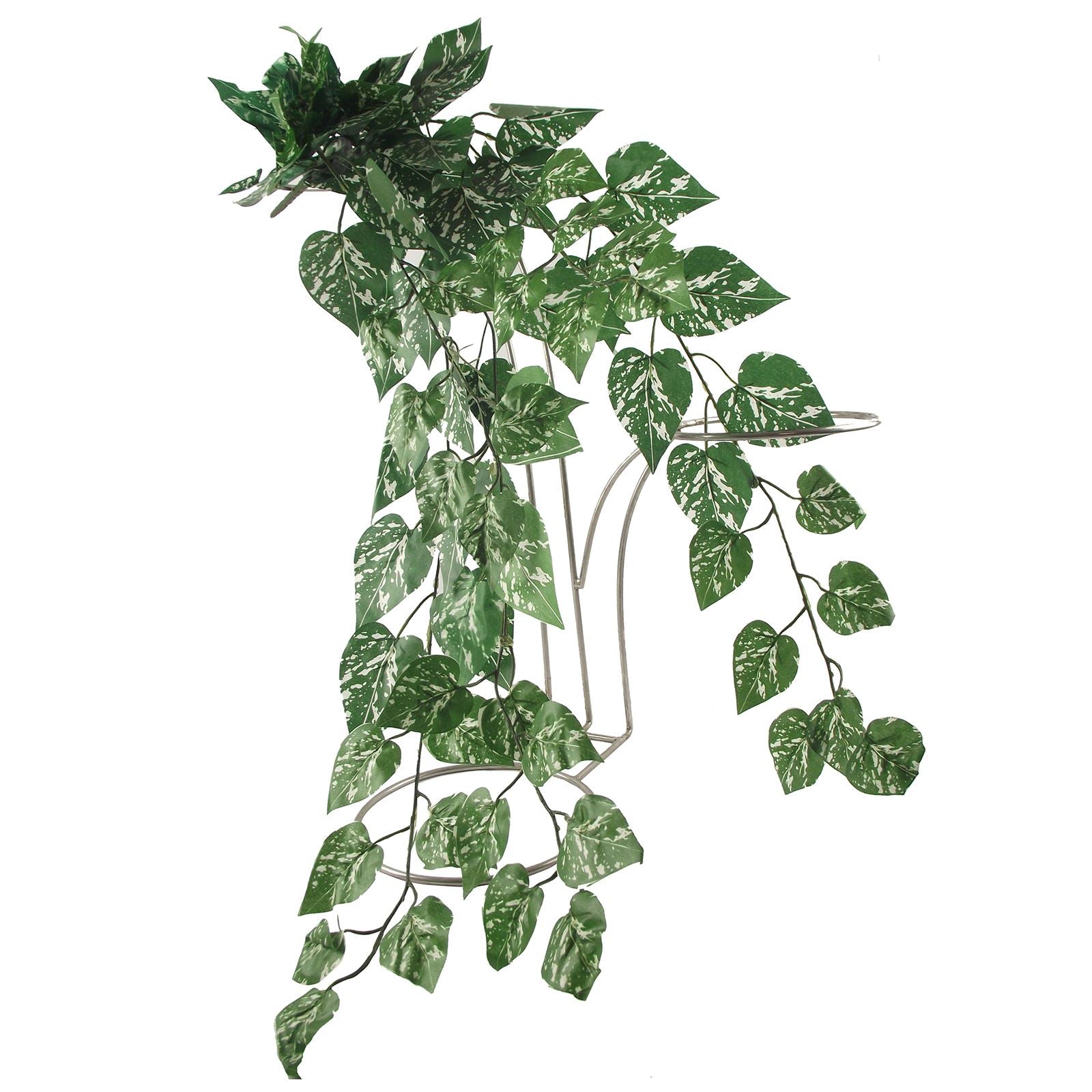 Thick Trailing Ivy Pick
