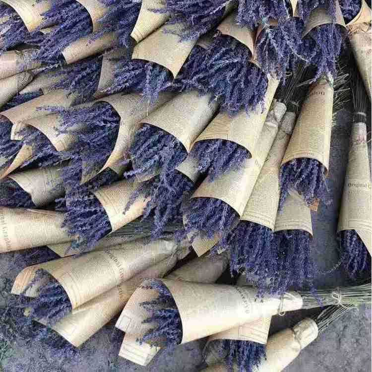 Dried Lavender Stems