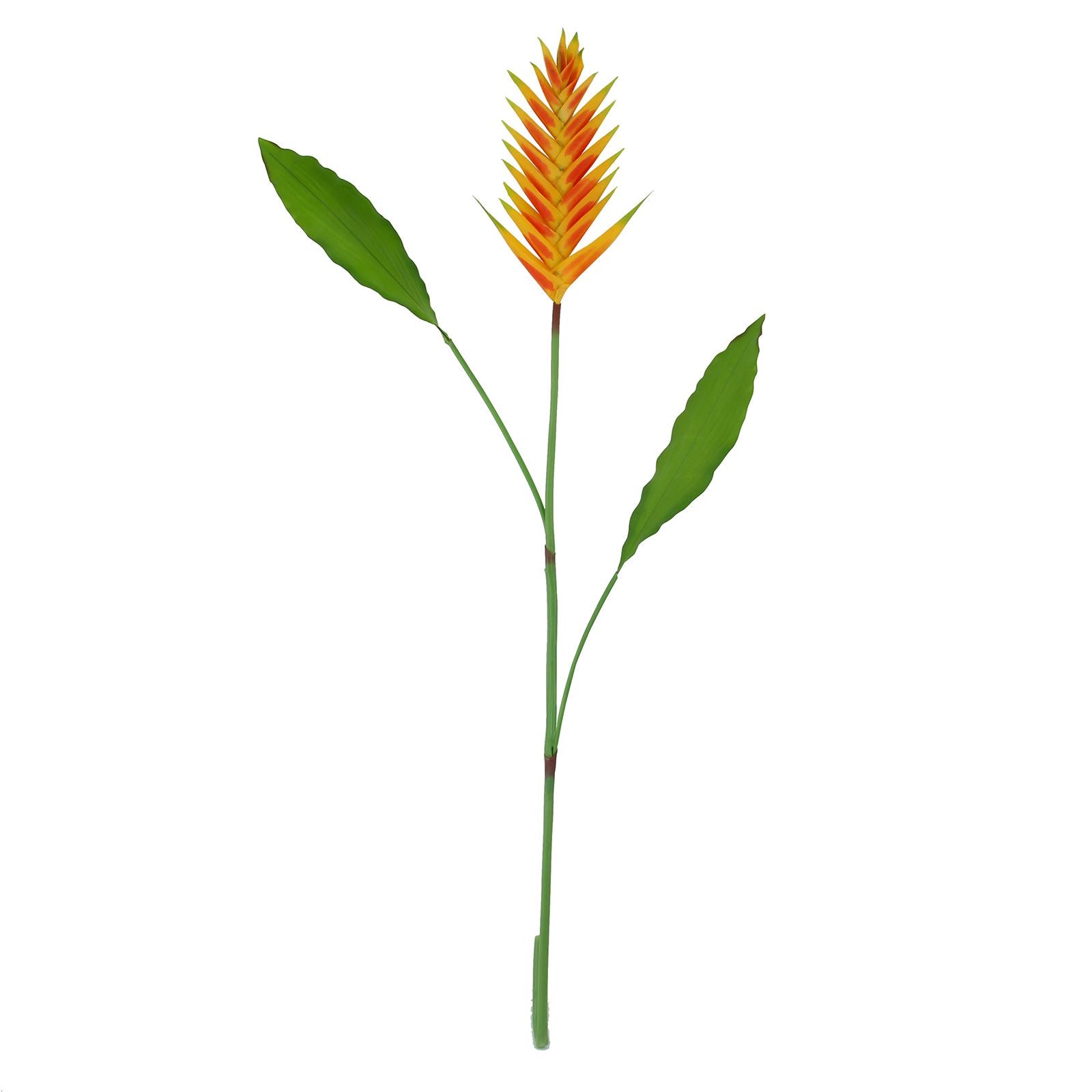 Large Tropical Heliconia Flower Stem
