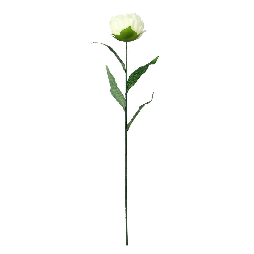 Single Large Peony