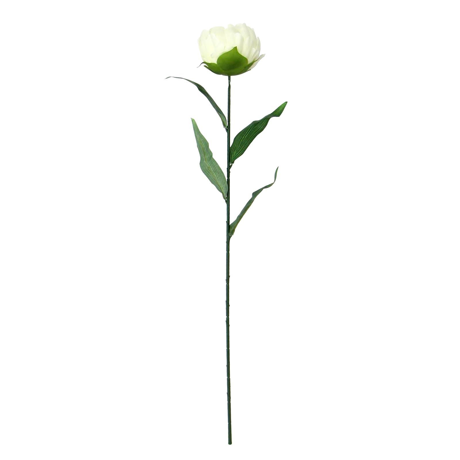 Single Large Peony